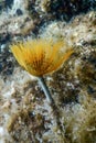 Tubeworm underwater Sabella spallanzaniiÃÂ Sea Life